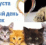 Всемирный день кошек! - Комитет образования